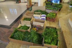 IMG_5685-Copy