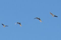 IMG_0106